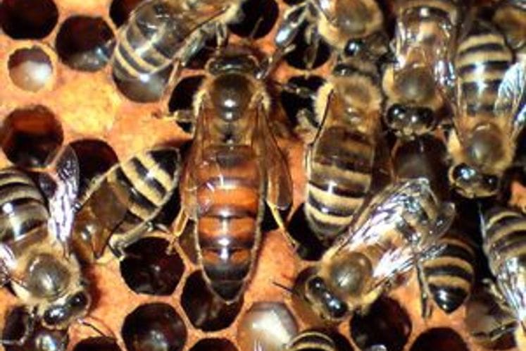 Javni poziv za odabir odgajivača pčelinjih matica 2018. godinu