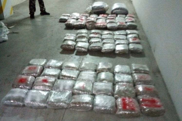 Podgorica: Pronađeno oko 110 kilograma marihuane; jedno lice lišeno slobode