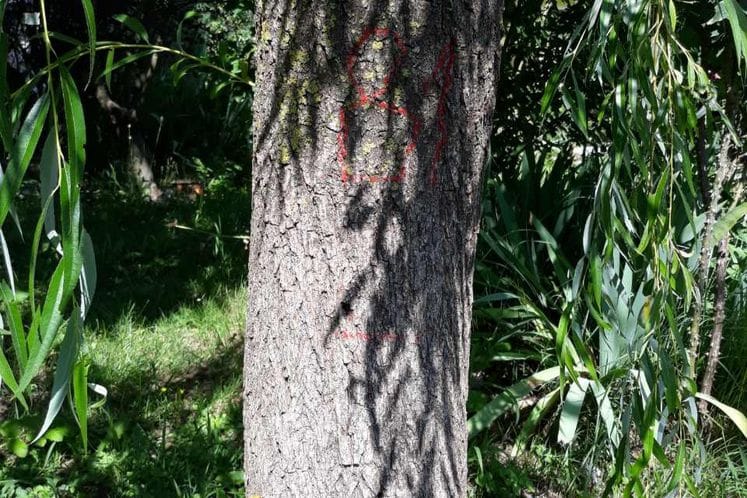 Izvještaj o realizaciji posebnog nadzora azijske strižibube