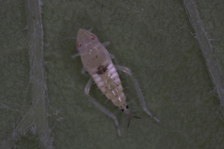 Suzbijanje vektora - američkog cvrčka