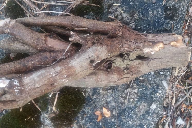 Izvještaj: Uzorkovanje biljaka domaćina sa znacima prisustva azijske strižibube