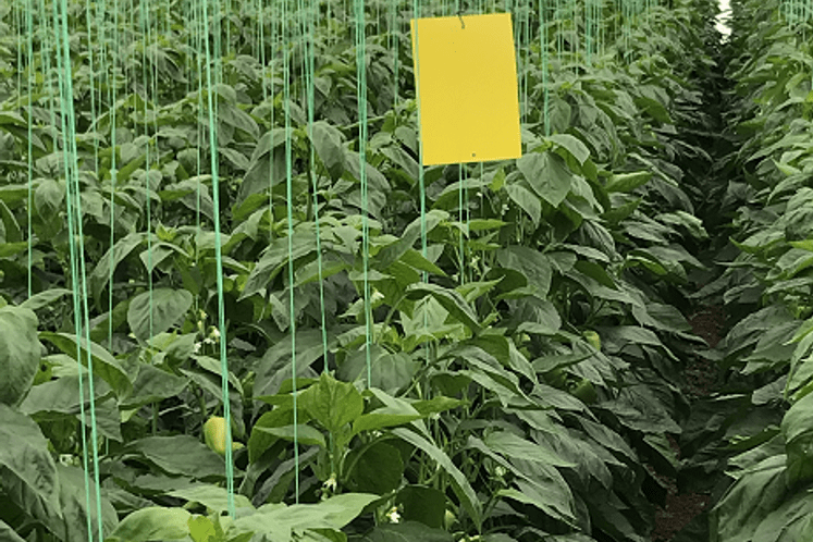 Postavljanje klopki i pregled zasada paprike radi utvrđivanja prisustva štetnog organizma Anthonomus eugenii