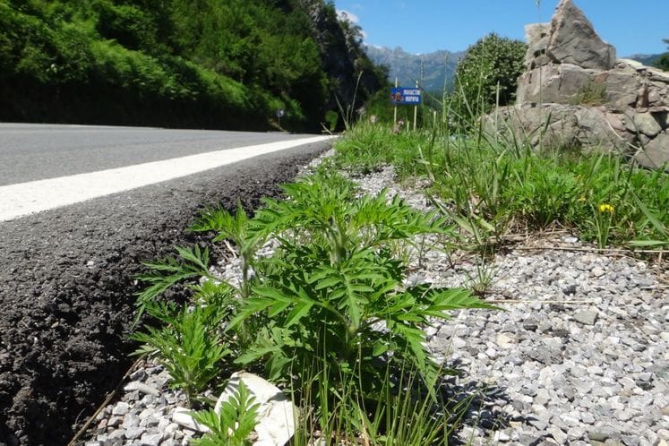 Izvještaj: Monitoring korovske biljke ambrozije - Ambrosia artemisifolia