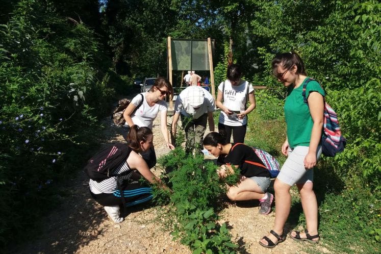 Izvještaj: Akcija suzbijanja ambrozije u opštini Danilovgrad