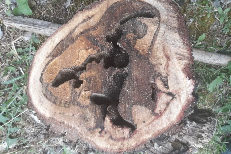 Izvještaj: Sprovođenje posebnog nadzora nad azijskom strižibubom