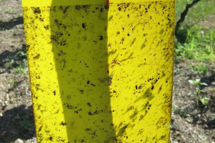 Izvještaj: Monitoring cikade vinove loze Scaphoideus titanus