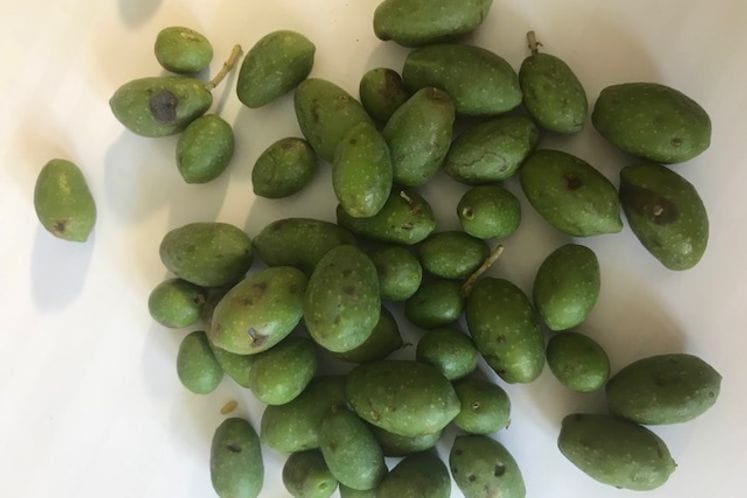 Izvještaj: Pregled plodova masline i klopki za kontrolu brojnosti muve masline