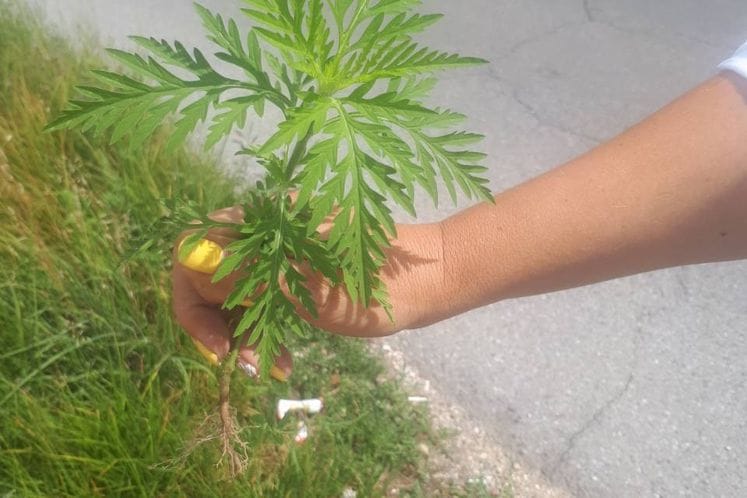 Izvještaj: Edukacija i akcija suzbijanja ambrozije u prijestonici Cetinje