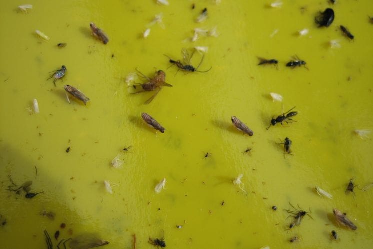 Izvještaj: Pregled klopki - monitoring cikade vinove loze Scaphoideus titanus