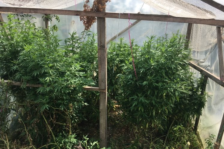 Policija u Baru otkrila plastenik sa marihuanom; pronađeno 40 stabljika – osumnjičeni lišen slobode