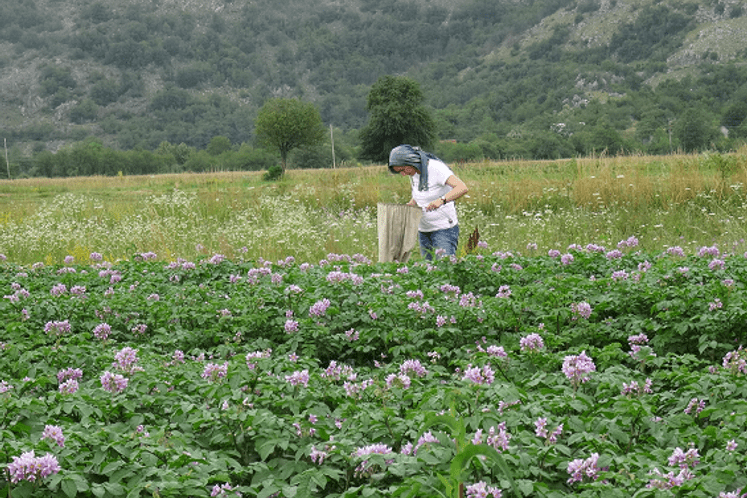 Izvještaj: Pregled usjeva krompira na području Grahova na prisustvo simptoma Epitrix-a