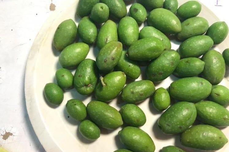 UPOZORENJE: HITNO TRETIRANJE MASLINA PROTIV MUVE MASLINE