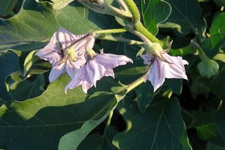 Izvještaj: Pregled klopki i biljaka domaćina na prisustvo štetnog organizma Anthonomus eugenii