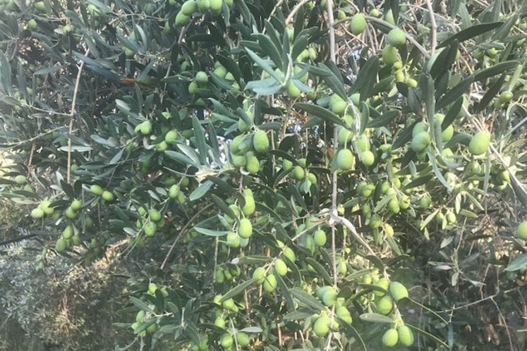 Izvještaj: Pregled feromonskih klopki i plodova masline radi kontrole brojnosti muve masline