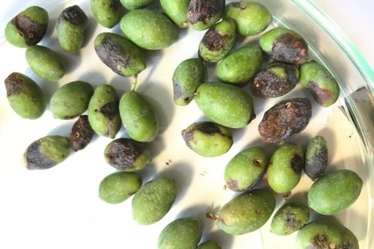 Izvještaj: Pregled plodova masline i klopki za kontrolu brojnosti muve masline