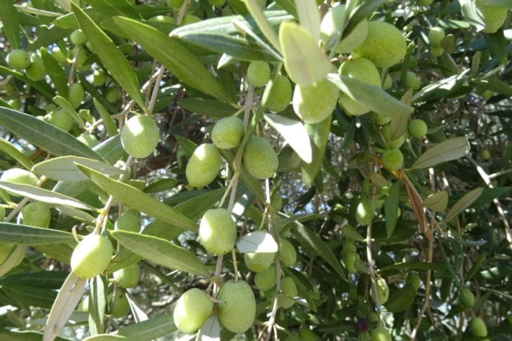 Izvještaj: Pregled klopki i plodova radi kontrole brojnosti muve masline