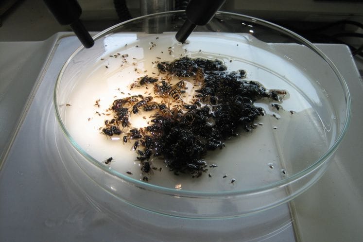 Izvještaj: Monitoring Drosophila suzikii