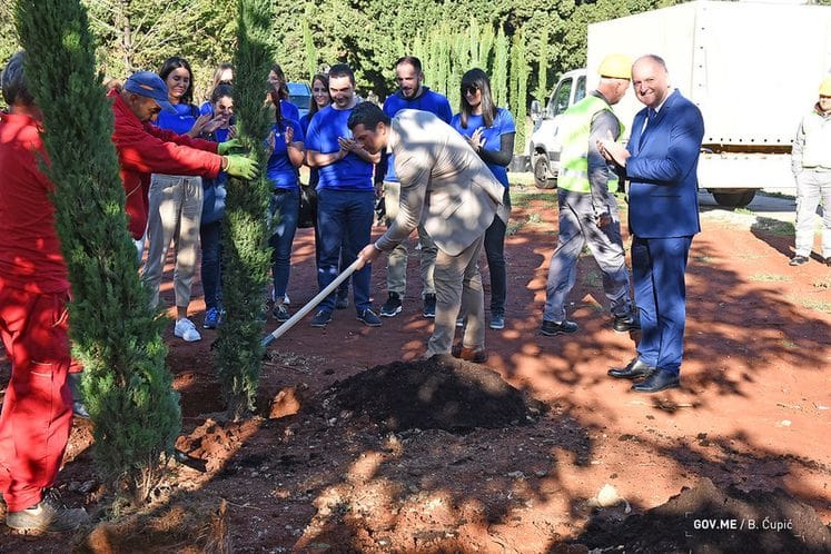 Zasađeni prvi čempresi u Baru