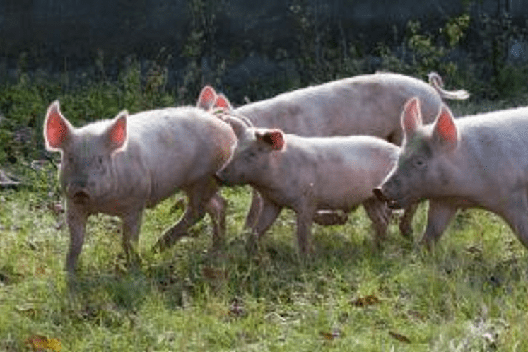 Afrička kuga svinja: rano otkrivanje je ključ za kontrolu širenja bolesti