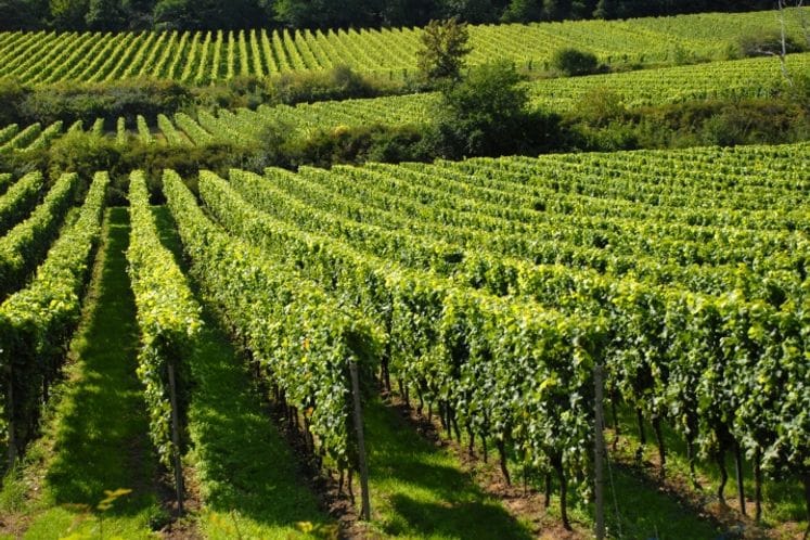 Javni poziv za dodjelu podrške investicijama u vinogradarstvu i vinarstvu za 2019. godinu