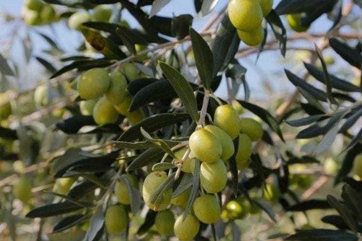 Javni poziv za dodjelu podrške razvoju maslinarstva za 2019. godinu