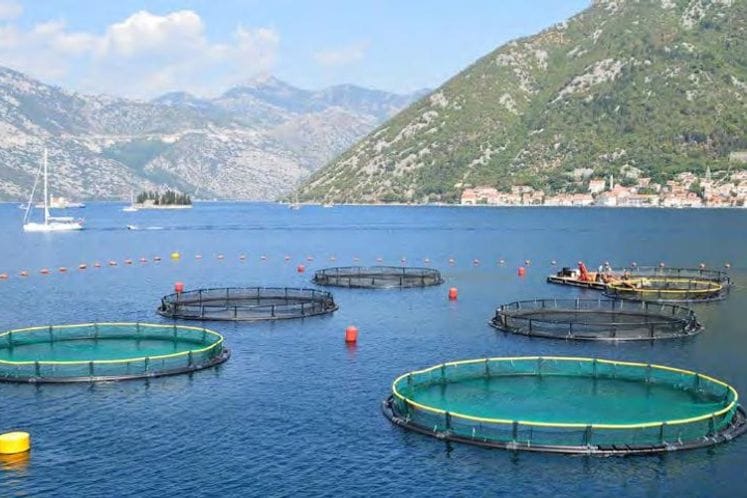 Javni poziv za dodjelu podrške za poboljšanje konkurentnosti i efikasnosti sektora marikulture za 2019.