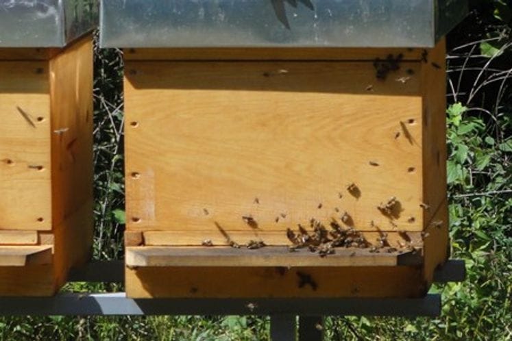 Javni poziv za dodjelu podrške mladim pčelarima početnicima za 2019. godinu