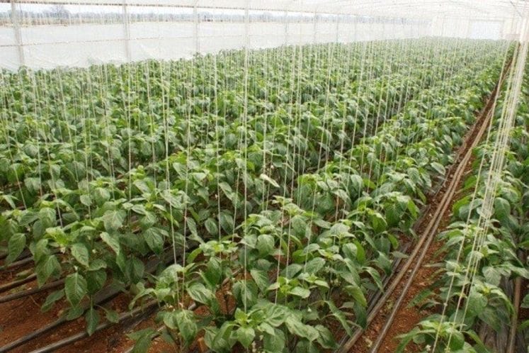 Objavljen javni poziv za dodjelu podrške u povrtarskoj proizvodnji za 2019. godinu