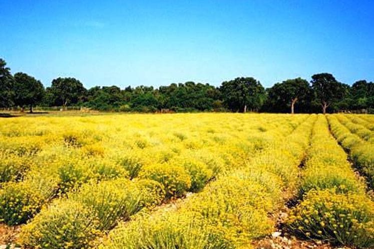 Javni poziv za dodjelu podrške uzgoju višegodišnjeg ljekovitog i aromatičnog bilja za 2019. godinu.