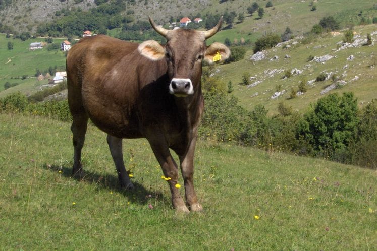 Od 1. marta predaju se zahtjevi za premije u stočarskoj proizvodnji za 2019. godinu