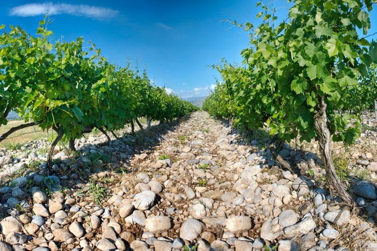 Crna Gora dobro napreduje u poglavlju koje se odnosi na poljoprivredu