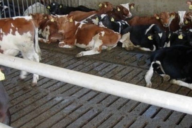 Javni poziv za dodjelu podrške za dostizanje standarda dobrobiti životinja u stočarstvu za 2019. godinu