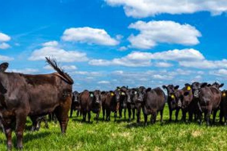 EFSA - Bolest kvrgave kože: 2018. godina bez novih slučajeva bolesti na Balkanu