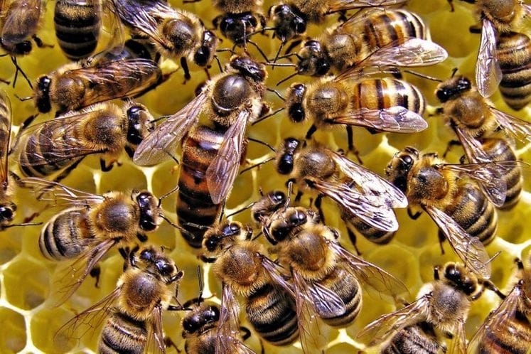 Javni poziv za odabir odgajivača pčelinjih matica 2019. godinu