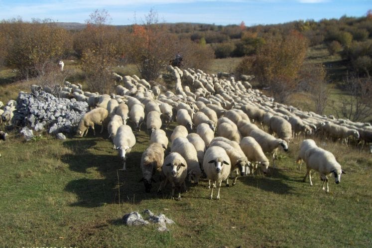 Počeo rok za predaju zahtjeva za premije u stočarskoj proizvodnji: Crnogorskim stočarima na raspolaganju brojne mjere podrške