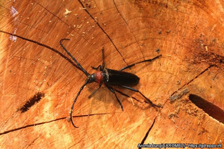 Izvještaj: Edukacija fitosanitarnih inspektora o štetnom organizmu Aromia bungii