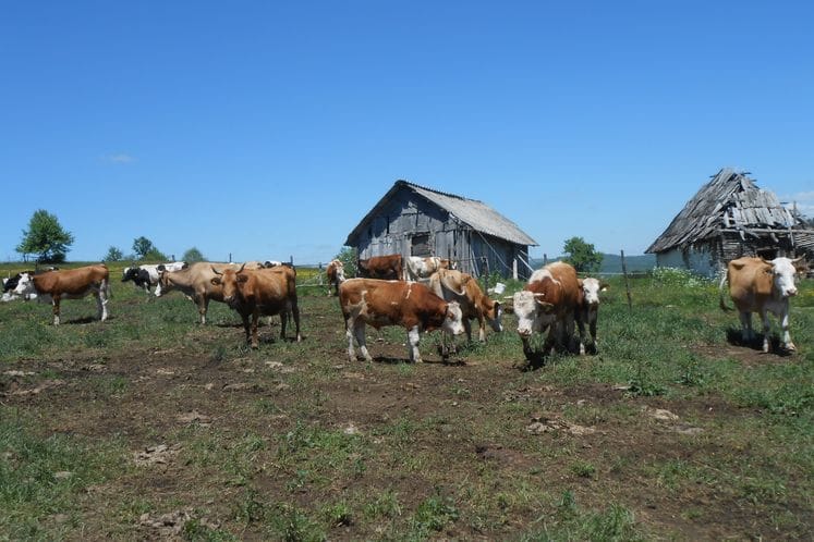Počinje vakcincija goveda i ovaca protiv bolesti plavog jezika