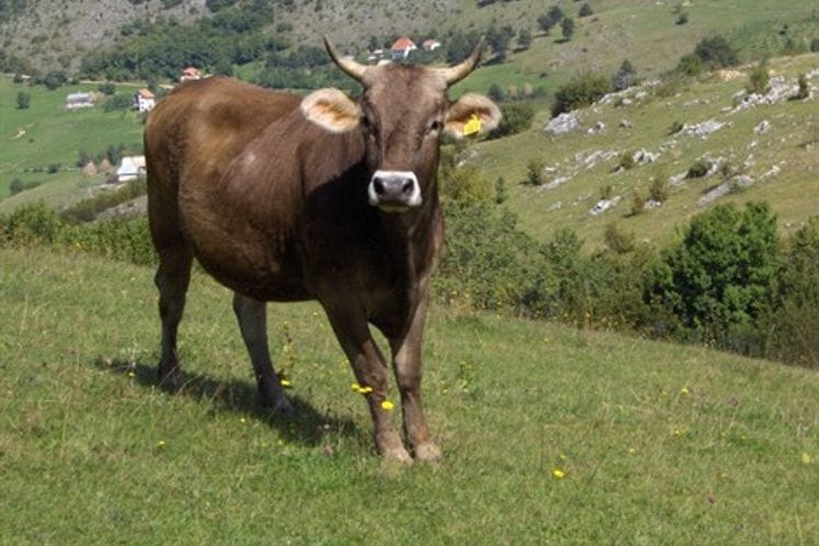 Saopštenje: Počinje vakcinacija goveda protiv bolesti kvrgave kože