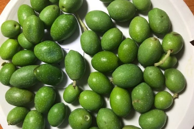 Izvještaj: Pregled klopki i plodova radi praćenja muve masline