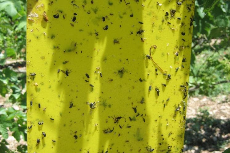 Izvještaj: Rezultati monitoringa cikade vinove loze Scaphoideus titanus