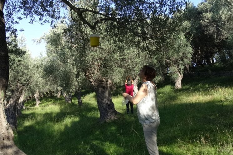 Izvještaj: Postavljanje klopki za kontrolu prisustva muve masline i pregled plodova