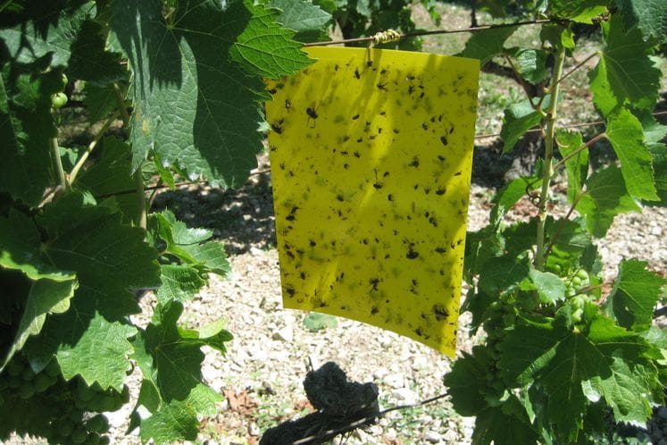 Izvještaj o monitoringu cikade vinove loze Scaphoideus titanus i preporuka tretiranja