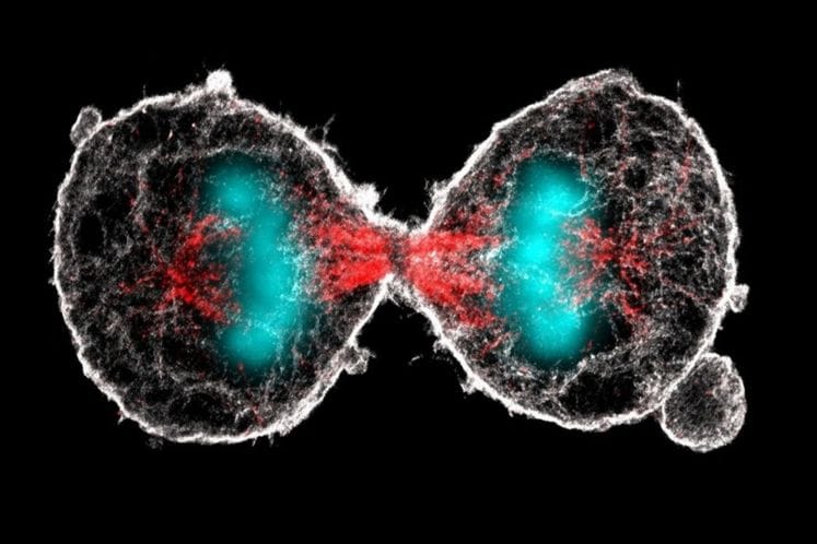 Molecular biology summer school