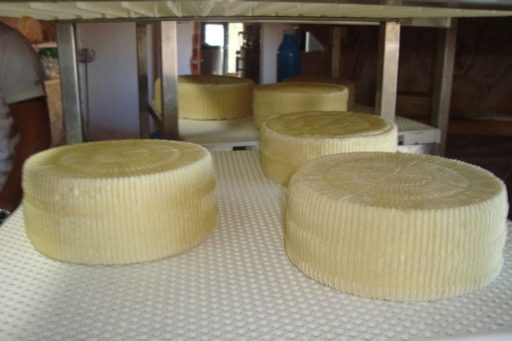 Isplata premija za preradu mlijeka na gazdinstvu: Za pola godine uplaćeno više od pola miliona eura