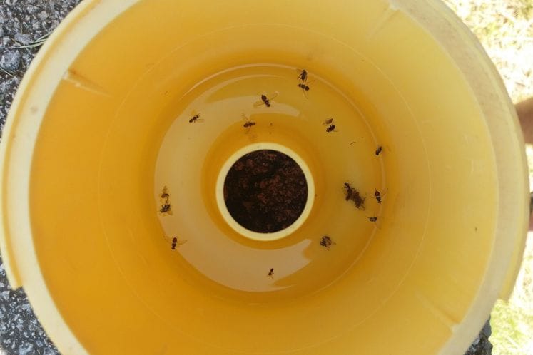 Preporuka: Hemijsko tretiranje maslina proptiv muve masline