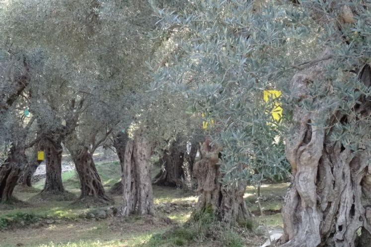 Preporuka: Hitno tretiranje maslina protiv muve masline