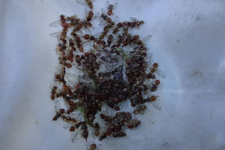 APEL: Maslinari koji nijesu uradili prethodni preporučeni tretman protiv muve masline da ga urade odmah