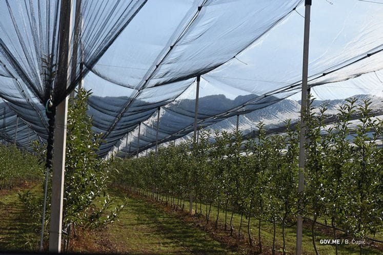 Edukacija crnogorskih voćara u savremenom zasadu „Naše voće“ u Župi