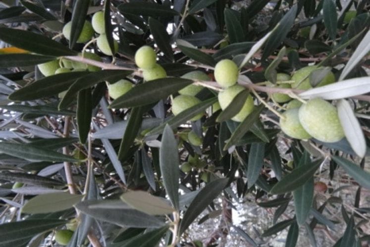 Izvještaj: Pregled klopki i plodova za muvu masline i preporuka brze berbe