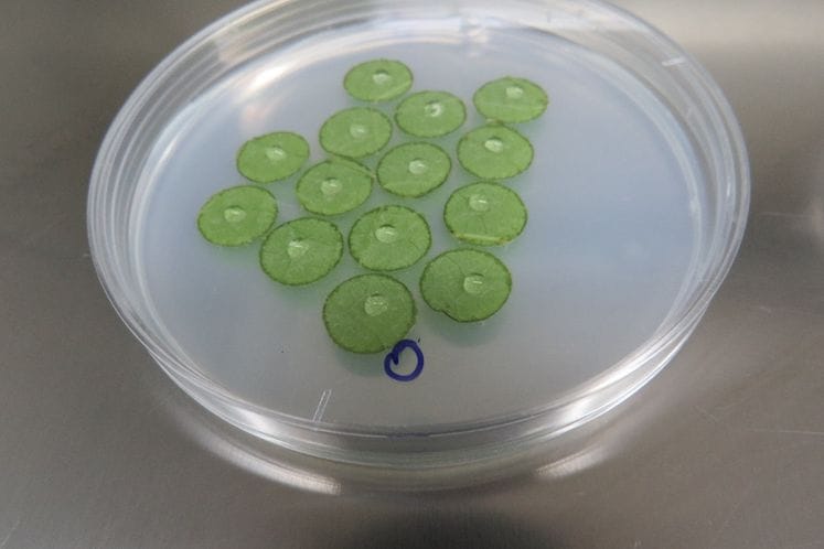 Izvještaj: Realizacija Programa post-registracijske kontrole sredstava za zaštitu bilja – Rezistentnost